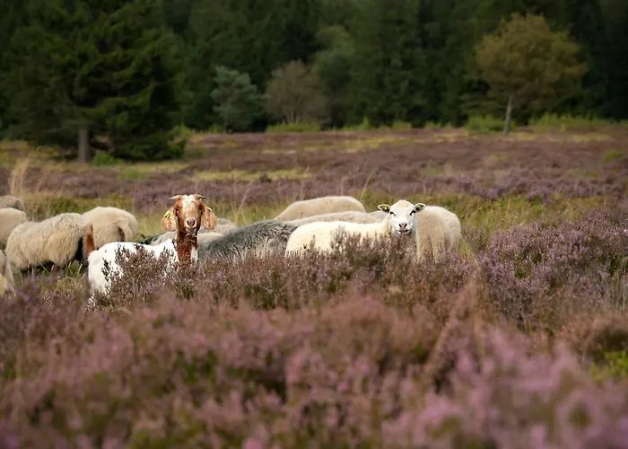 Seespatz بيت للعطل Diemelsee